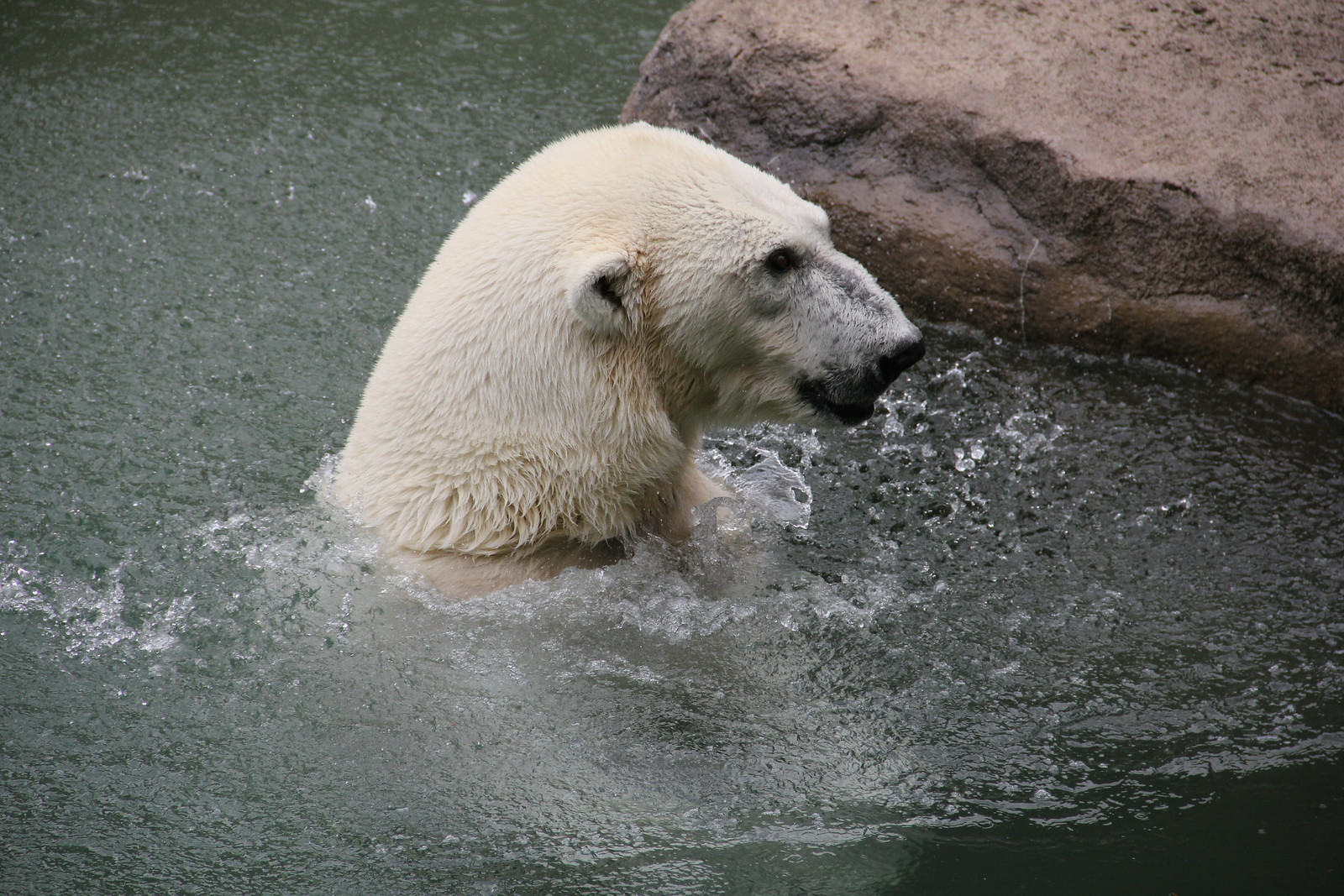 Polar Bear