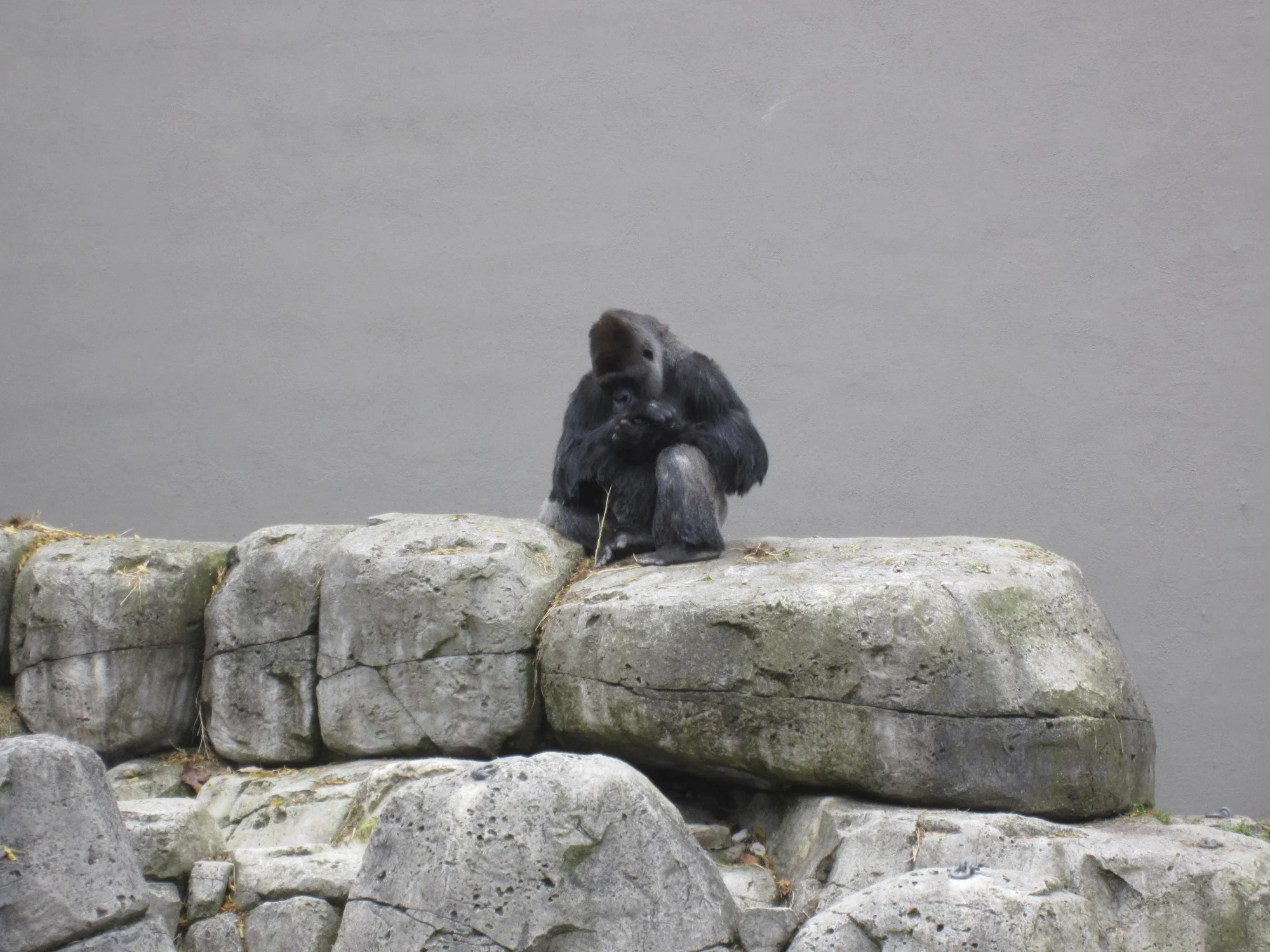 Gorilla
