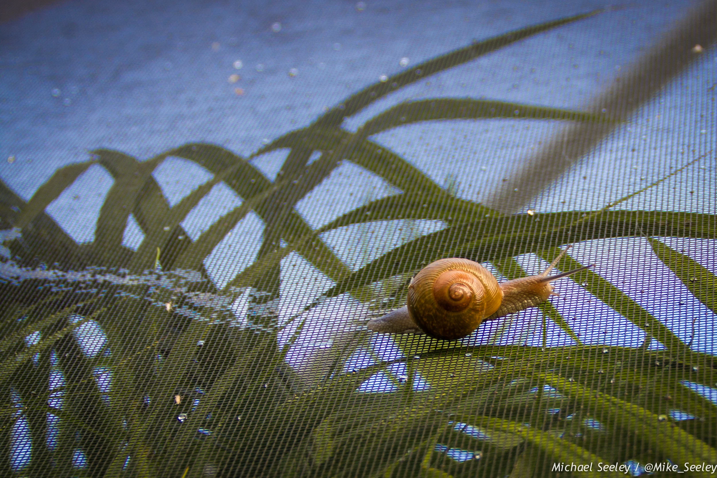 Snail on Screen