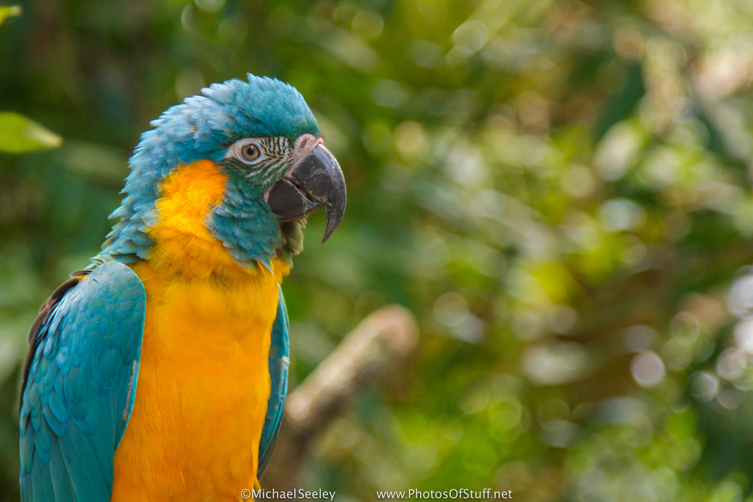 Blue-throated Macaw