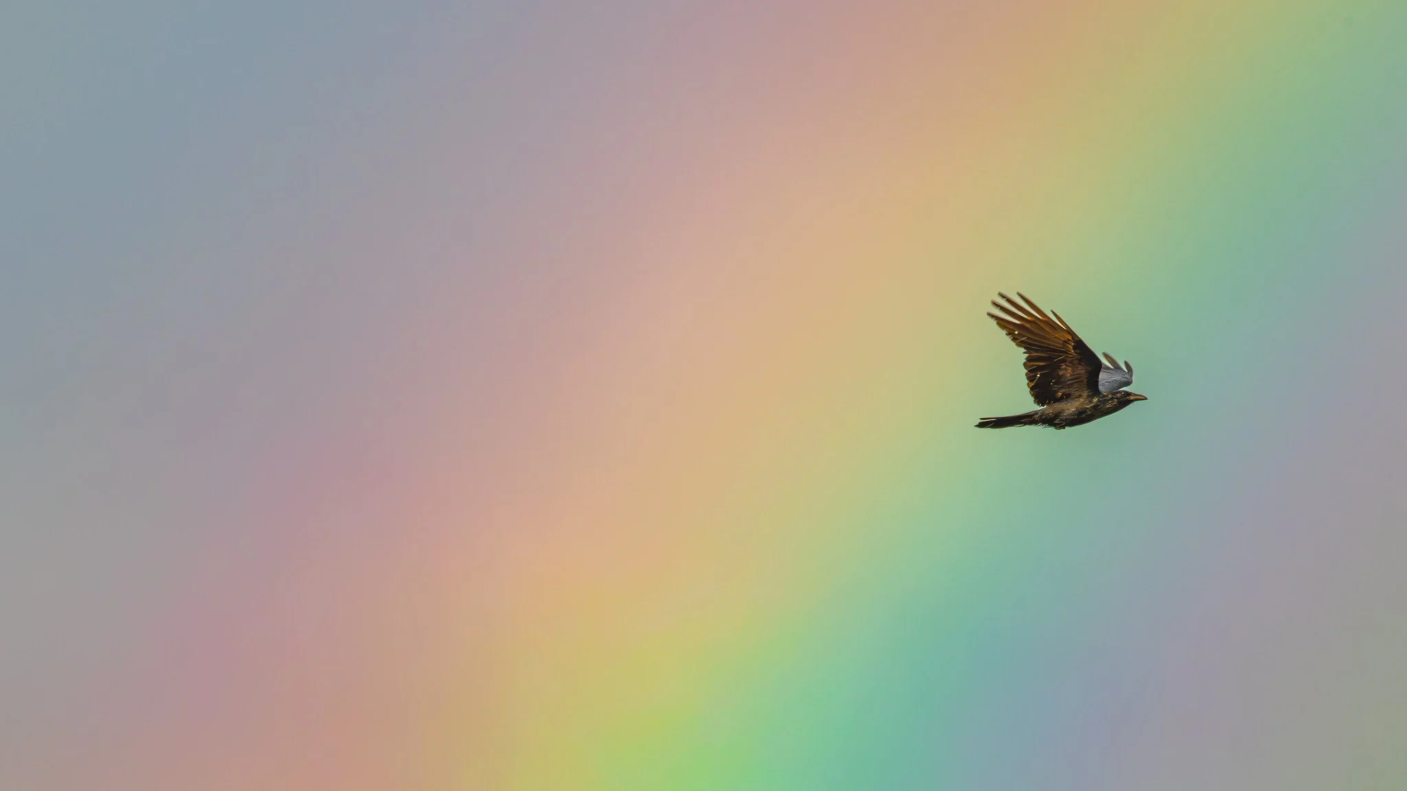 Rainbow + Bird