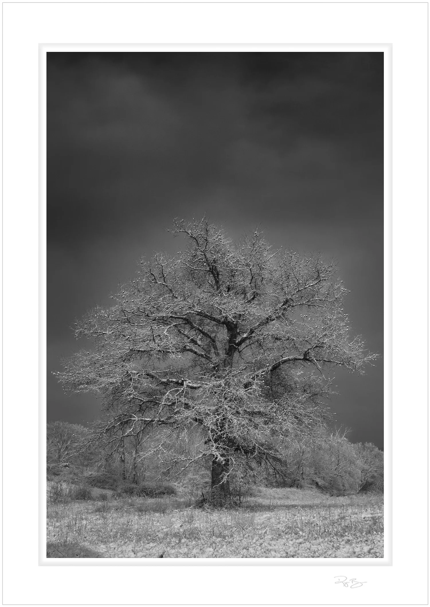 tree.jpg