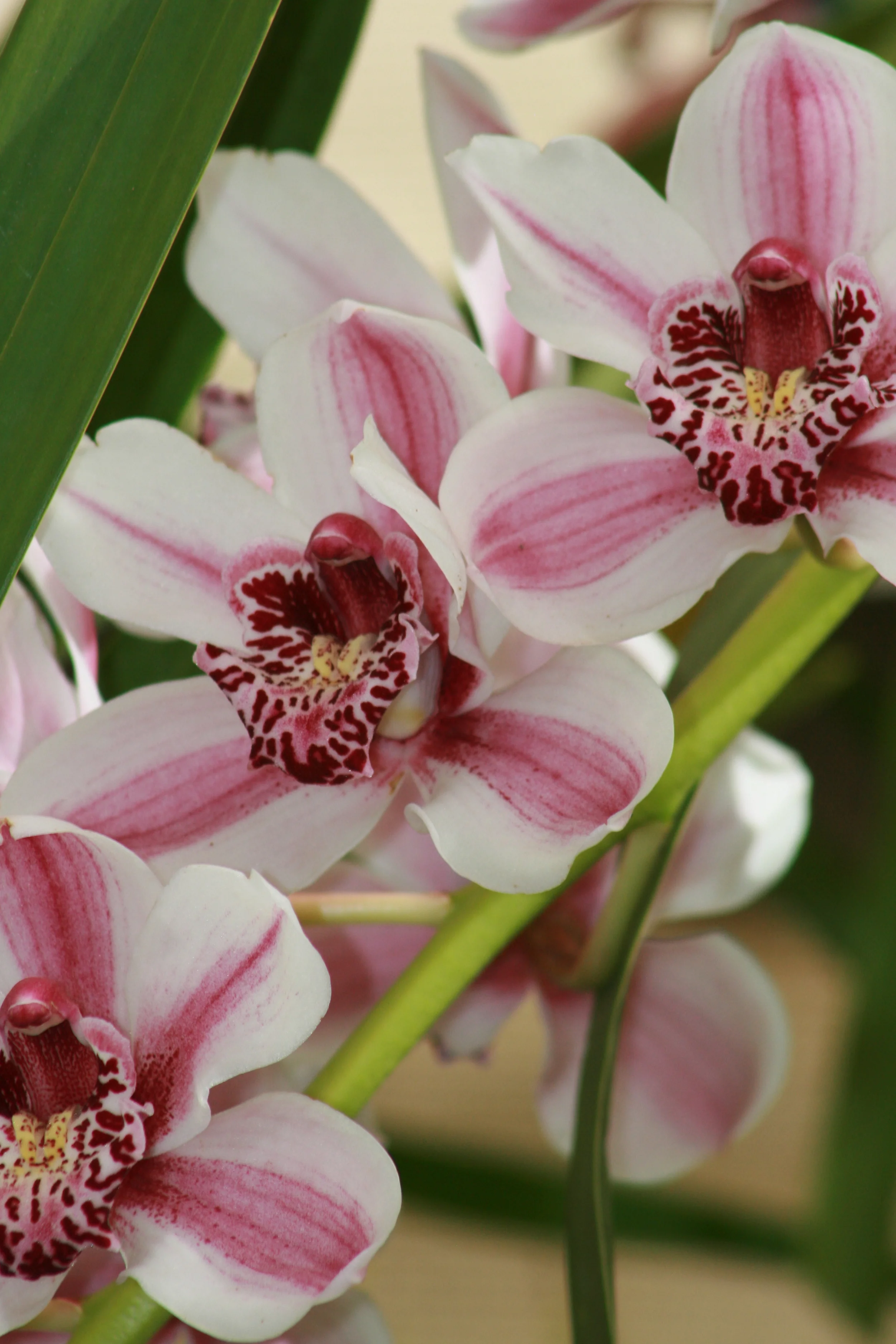 Growing instructions &mdash; Easy Orchids