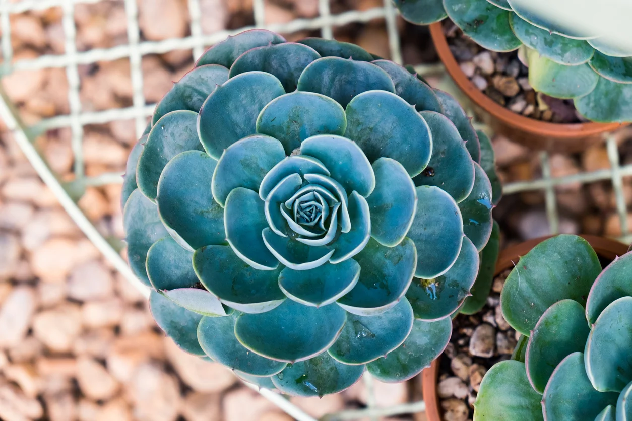 iStock-638322250.jpg