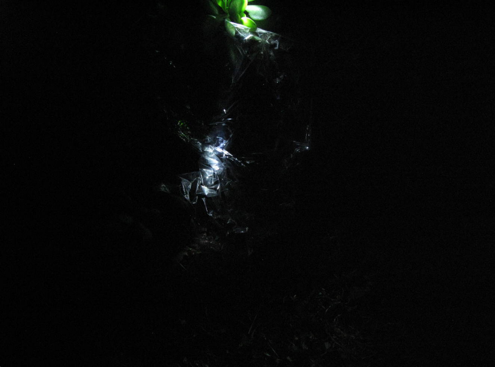   A fine plastic wrapper   Digital photograph 2012  