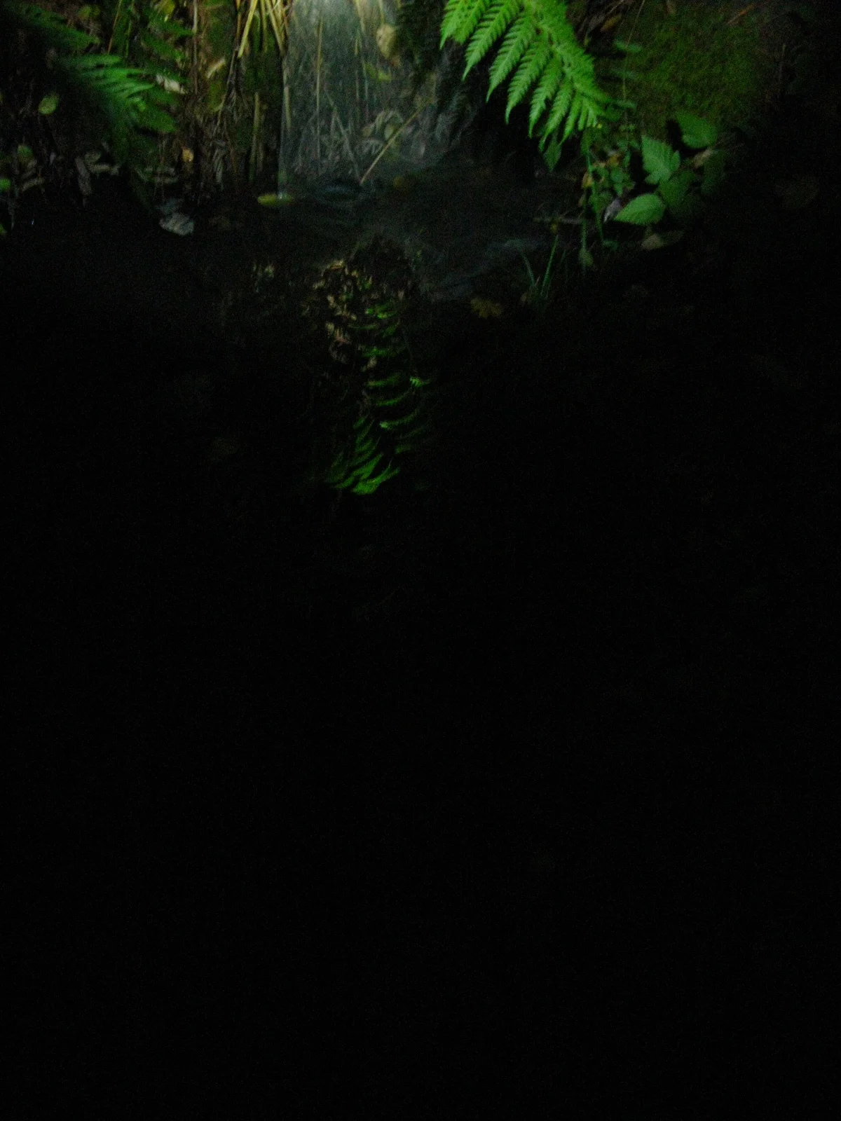   Easily hidden under reflections   Digital photograph 2012  