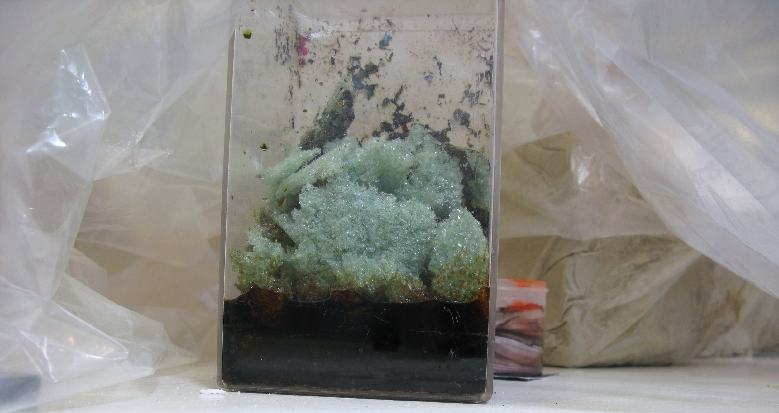 The drying bed of the swamp