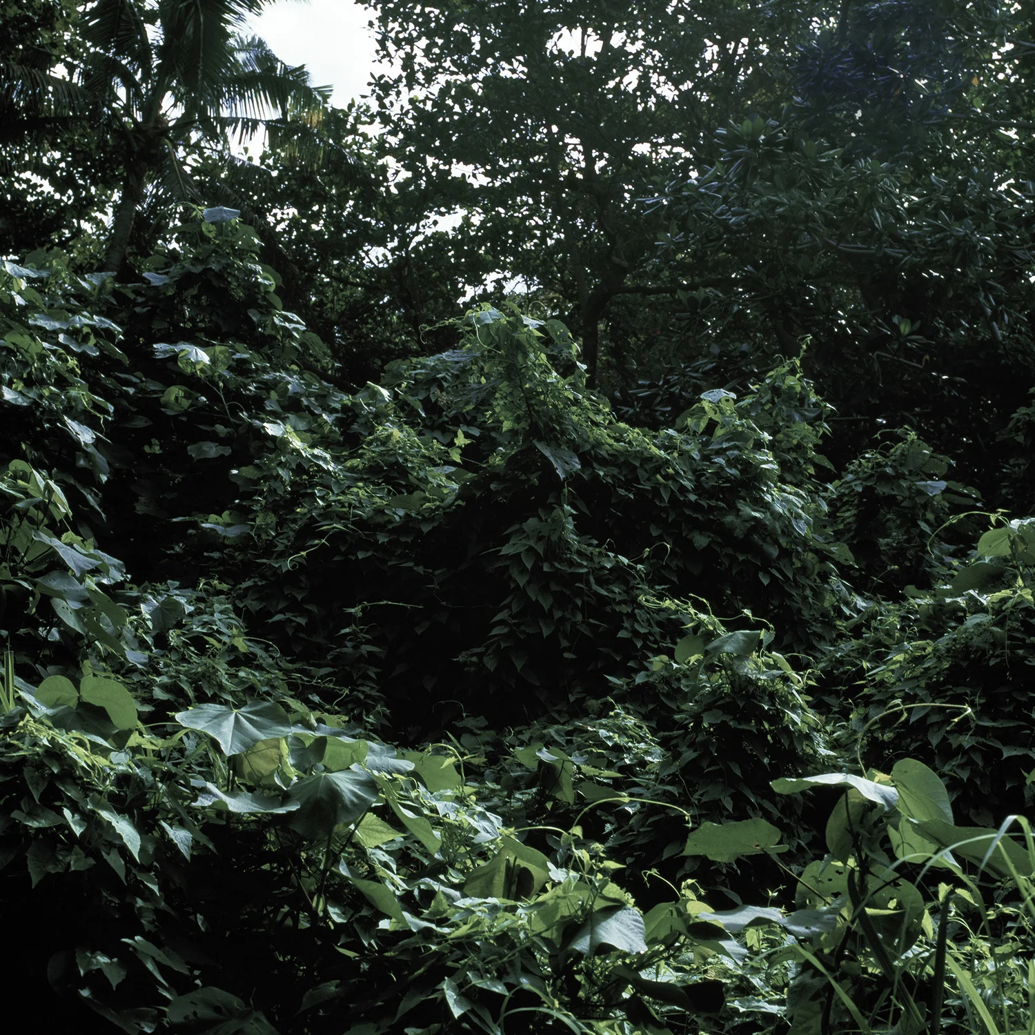 Burotu (place of departed spirits) , 2014