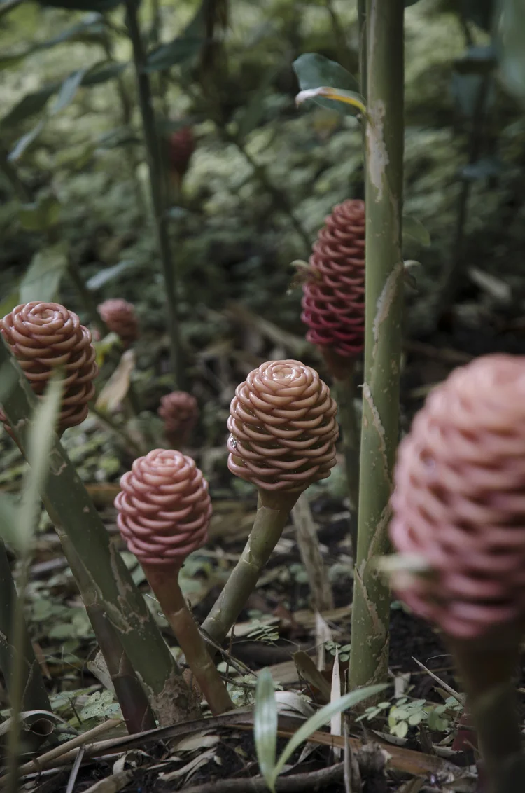 Explant , 2016