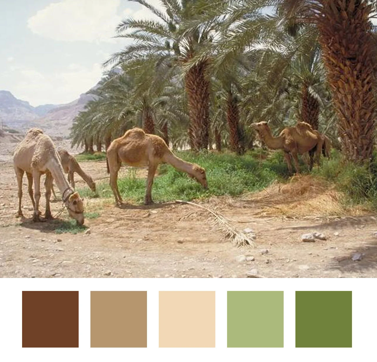 Desert scene | photo not mine - credit to come