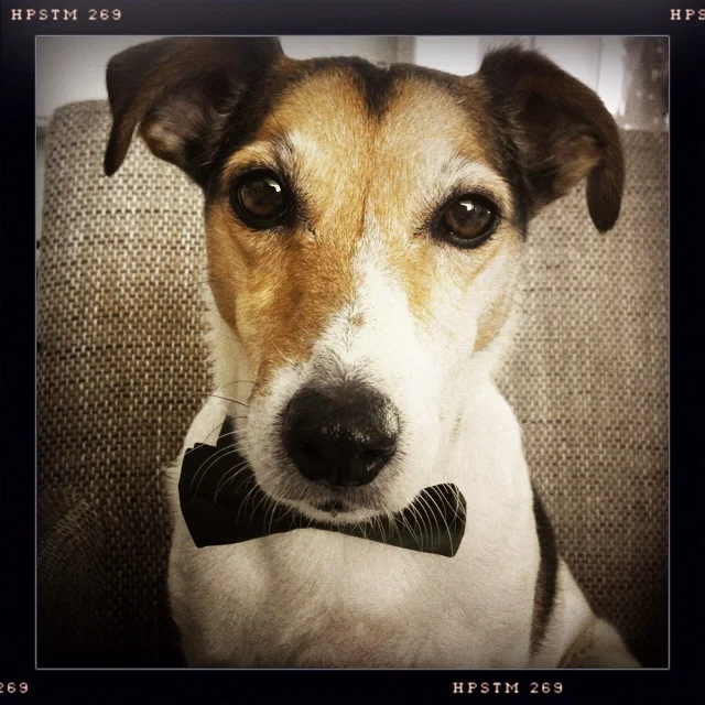 The second photo for the series 'My dog wears it better'. Doesn't Floris look like a real gentleman with his bow tie?