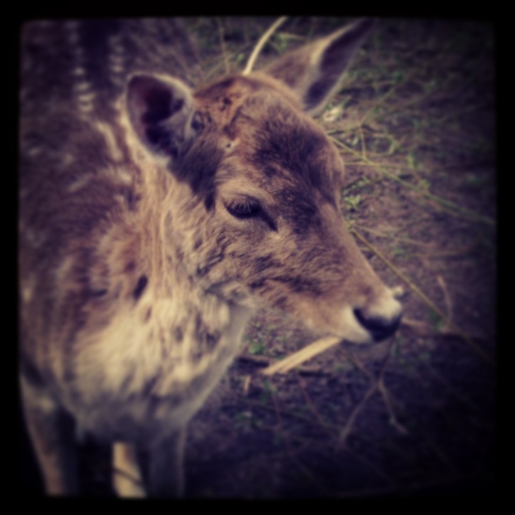 A little deer in Kralingse Bos in Rotterdam. 