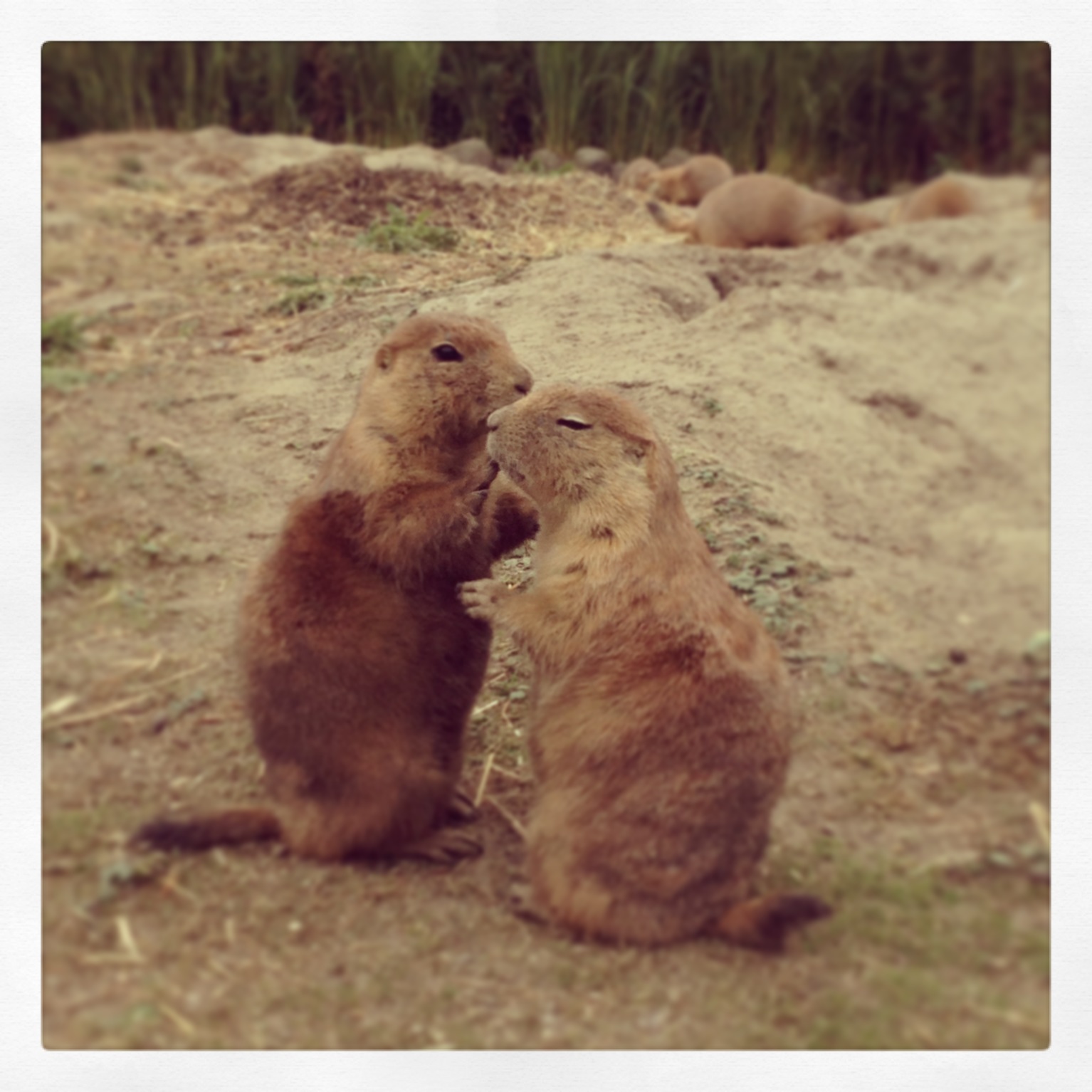 A random Photo on Saturday. It was taken at the zoo in Rotterdam. Aren't they cute?