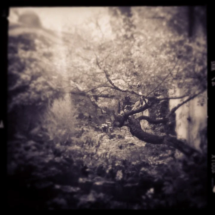 A magical forest on dreamday thursday.