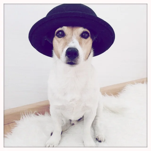 Floris wearing a hat. A lot of people love seeing Floris every wednesday. Curious what he will be wearing :)