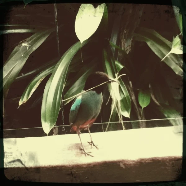 Nature Sunday means beautiful photos of nature. And what is more beautiful than a little colorful bird building his nest?