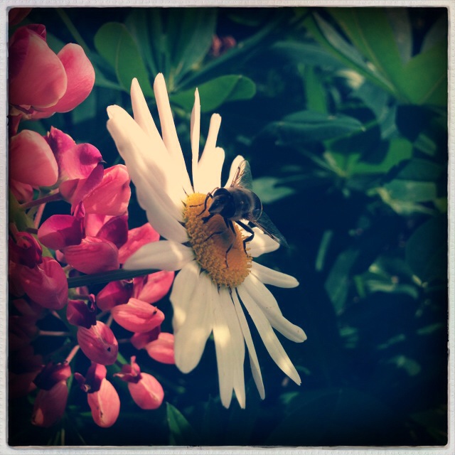 Nature Sunday featuring a little bee.