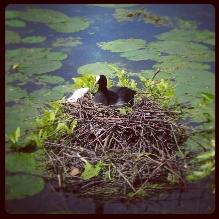 A little coot on its nest. Waiting patiently for the eggs to hatch.