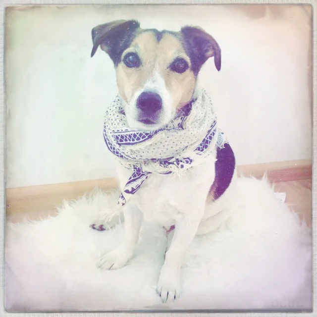 Floris wears it better than me! Astrid her favorite scarf looks better on Floris than on herself.
