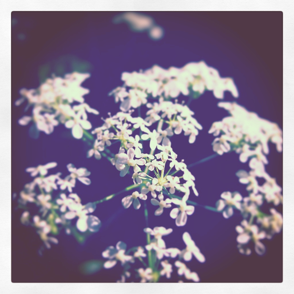 This is how flowers look in our dreams. Beautiful and sereen. 