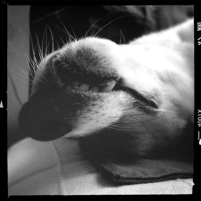 Lazy saturday with Floris, looking up side down, with his eyes closed ;)
