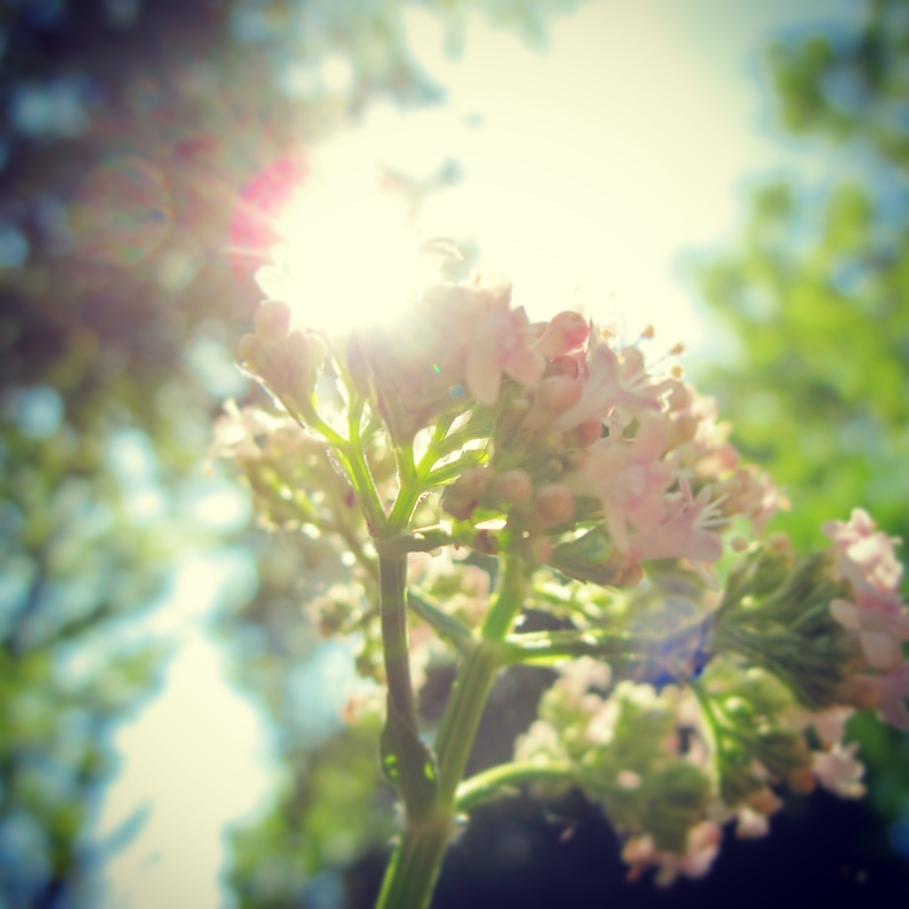 This photo shows how beautiful the sun and flowers work together. Perfect for Nature Sunday!