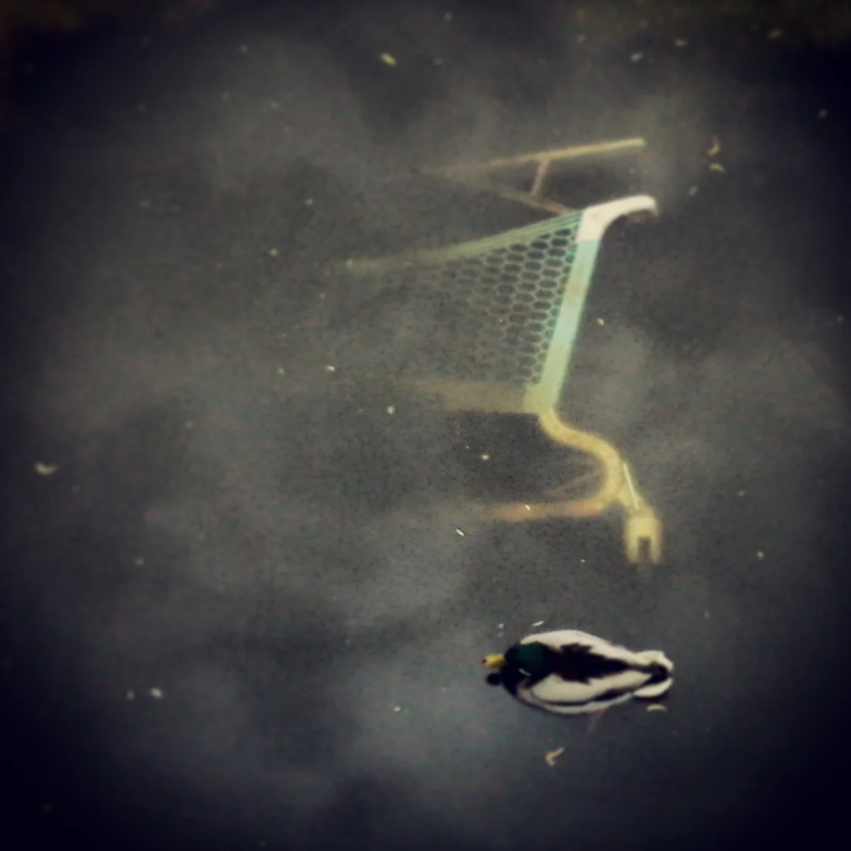 Linda came across this bizarre sight while looking in the water. The duck doesn't seem to notice anything weird.