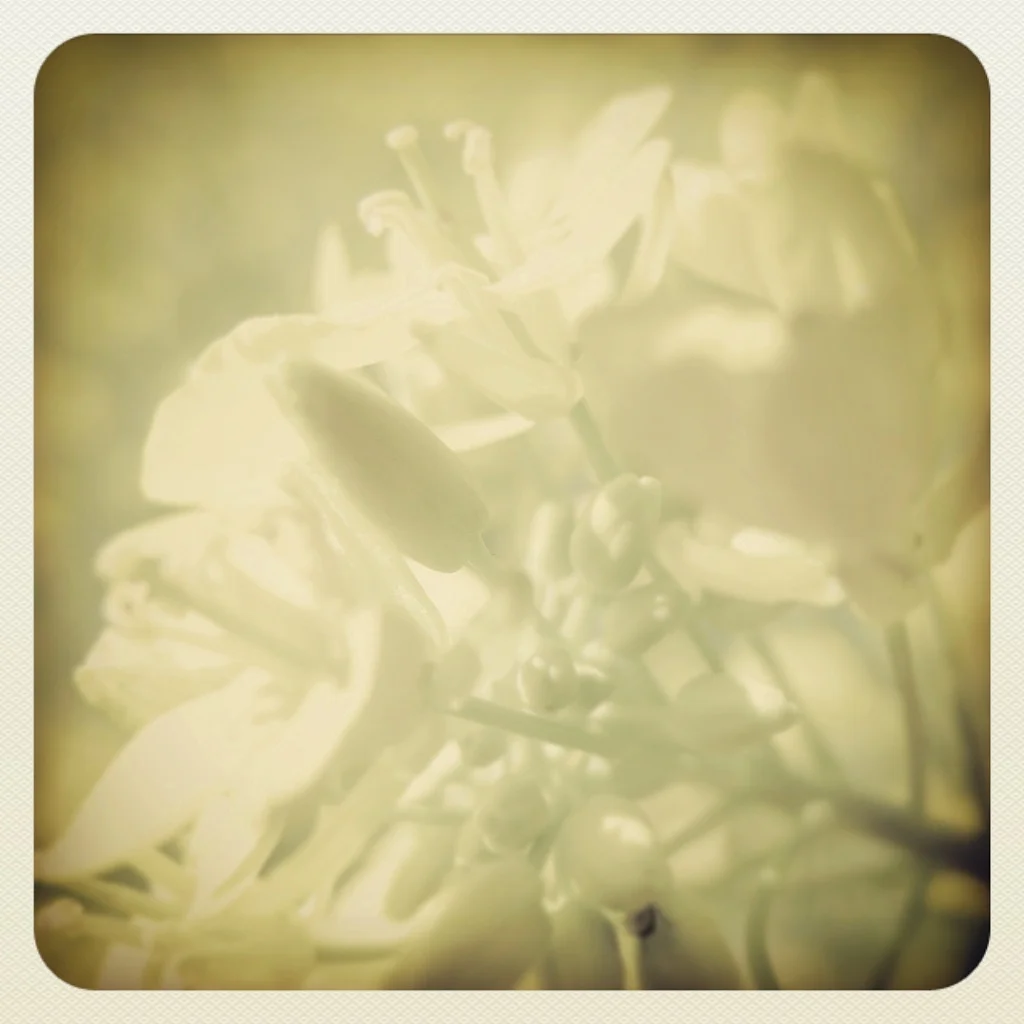 Flowers are always ideal to create a dreamy feeling !