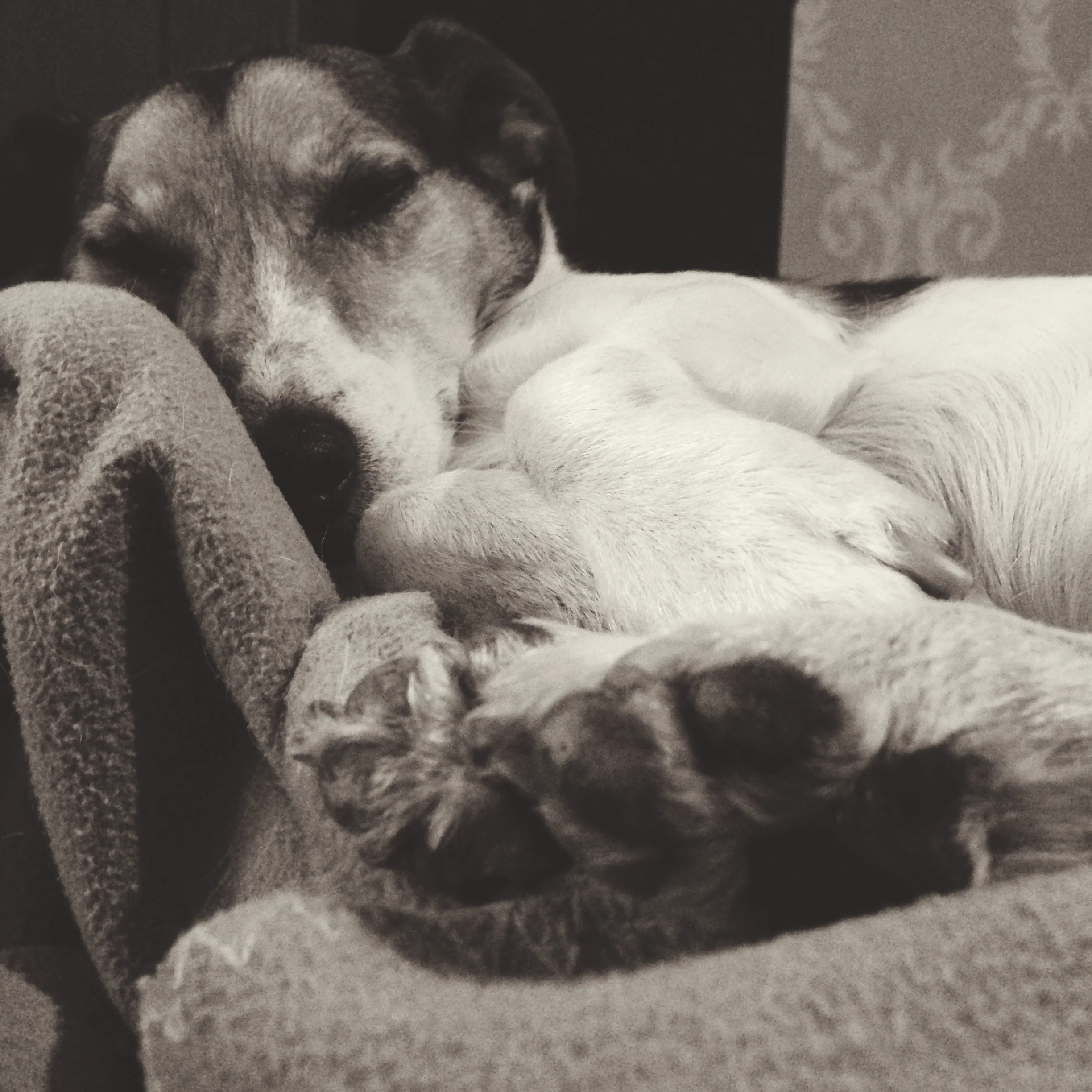 Floris doesn't mind giving us a lazy photo every saturday!