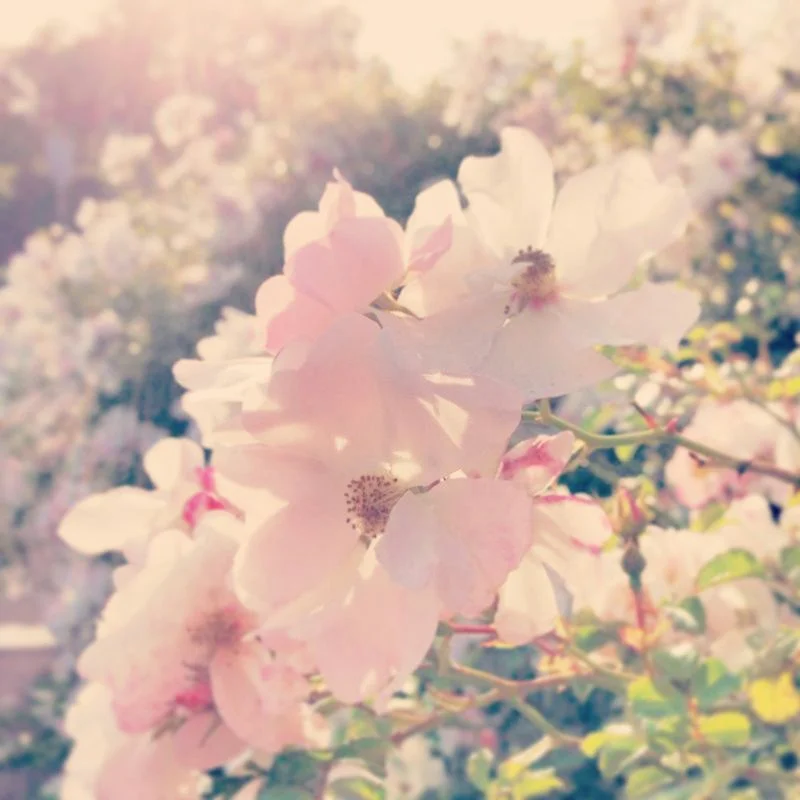 And we ended the week with these lovely flowers, who enjoy the sun as much as we do!