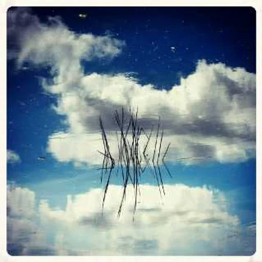 Clouds reflecting in the water and a little waterplant in the middel. Because of the reflection you don't know which way is up..