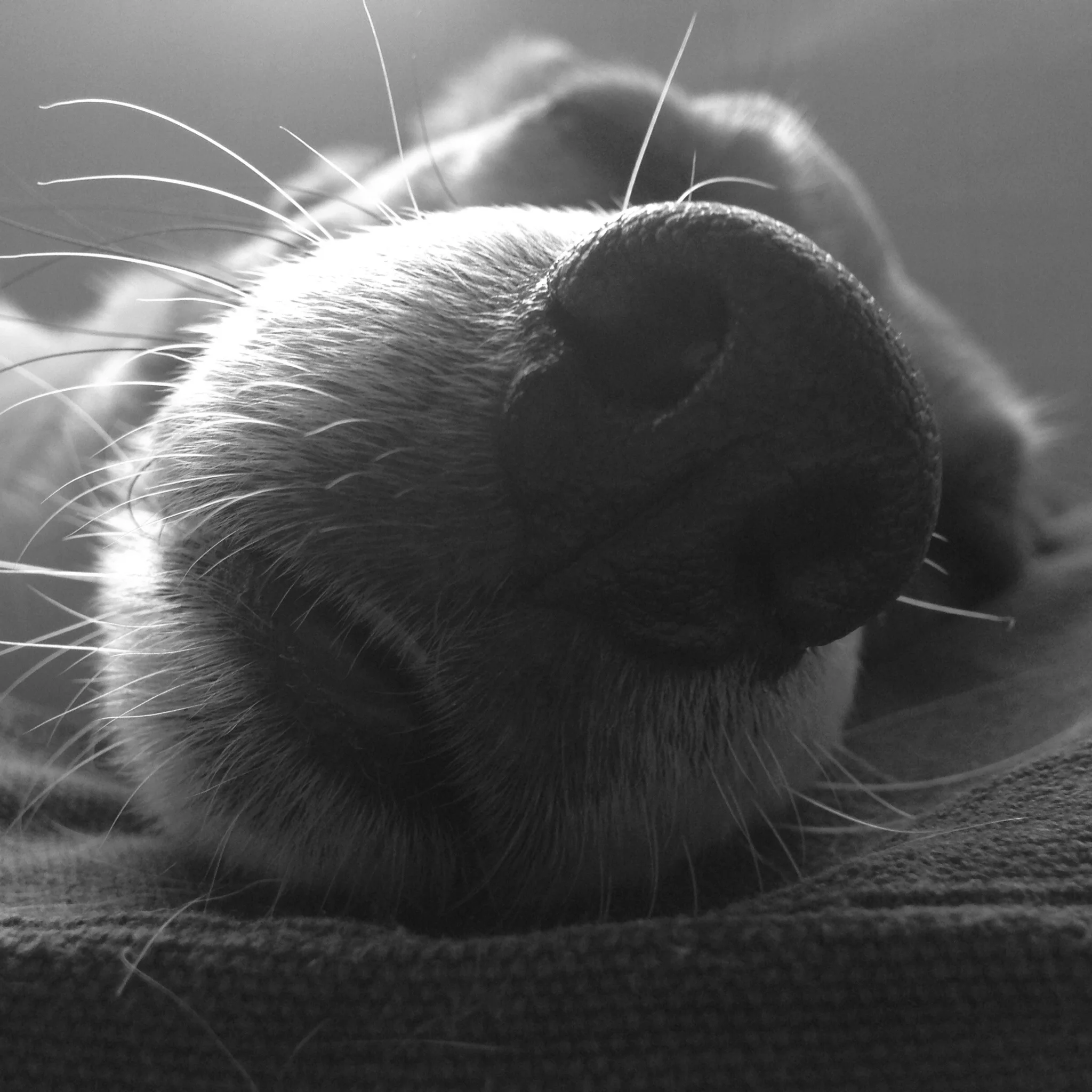 I don't think anybody is surprised to see Floris asleep :)