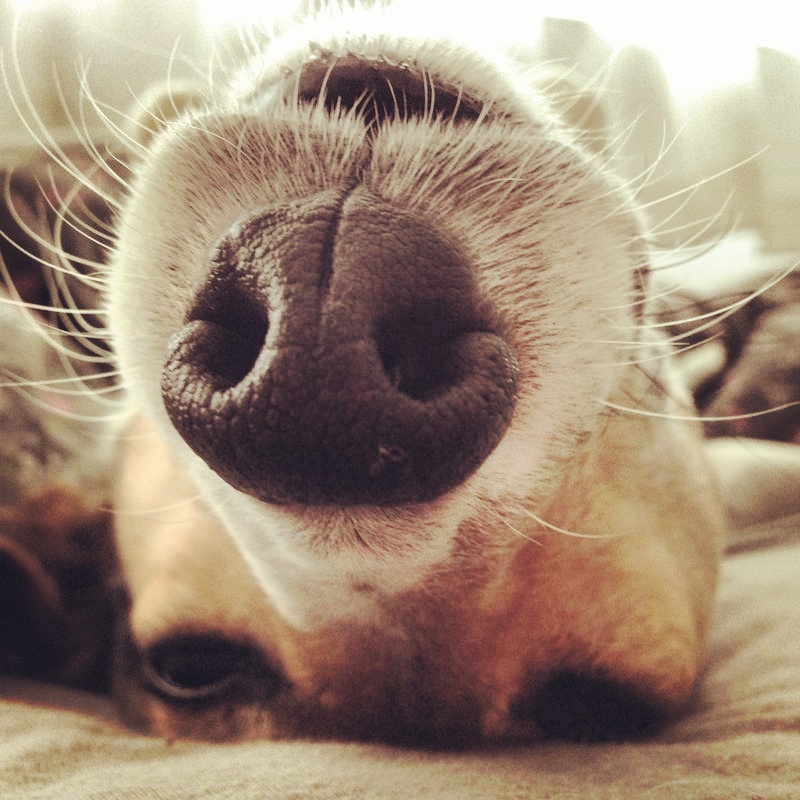 Lazy saturday with Floris. He gives us a lot of options every week! You would think he used all his sleeping modes, but we still got new ones.