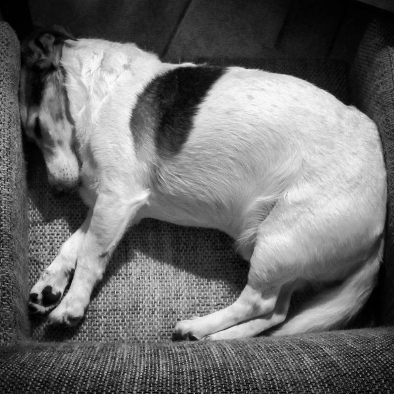 Floris will and can sleep everywhere, even when he almost doesn't fit.