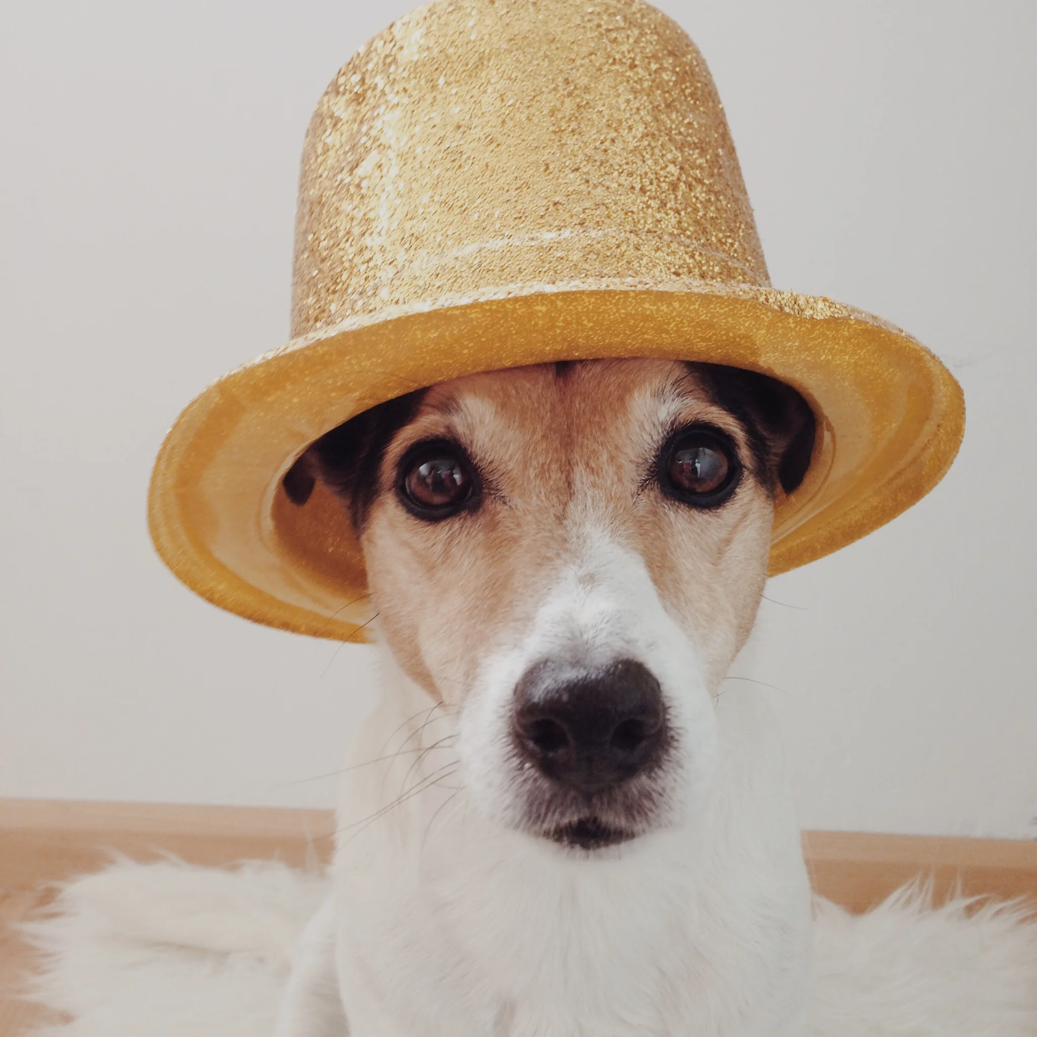 My dog wears it better than me #16. Floris is wearing a magicians hat this week.