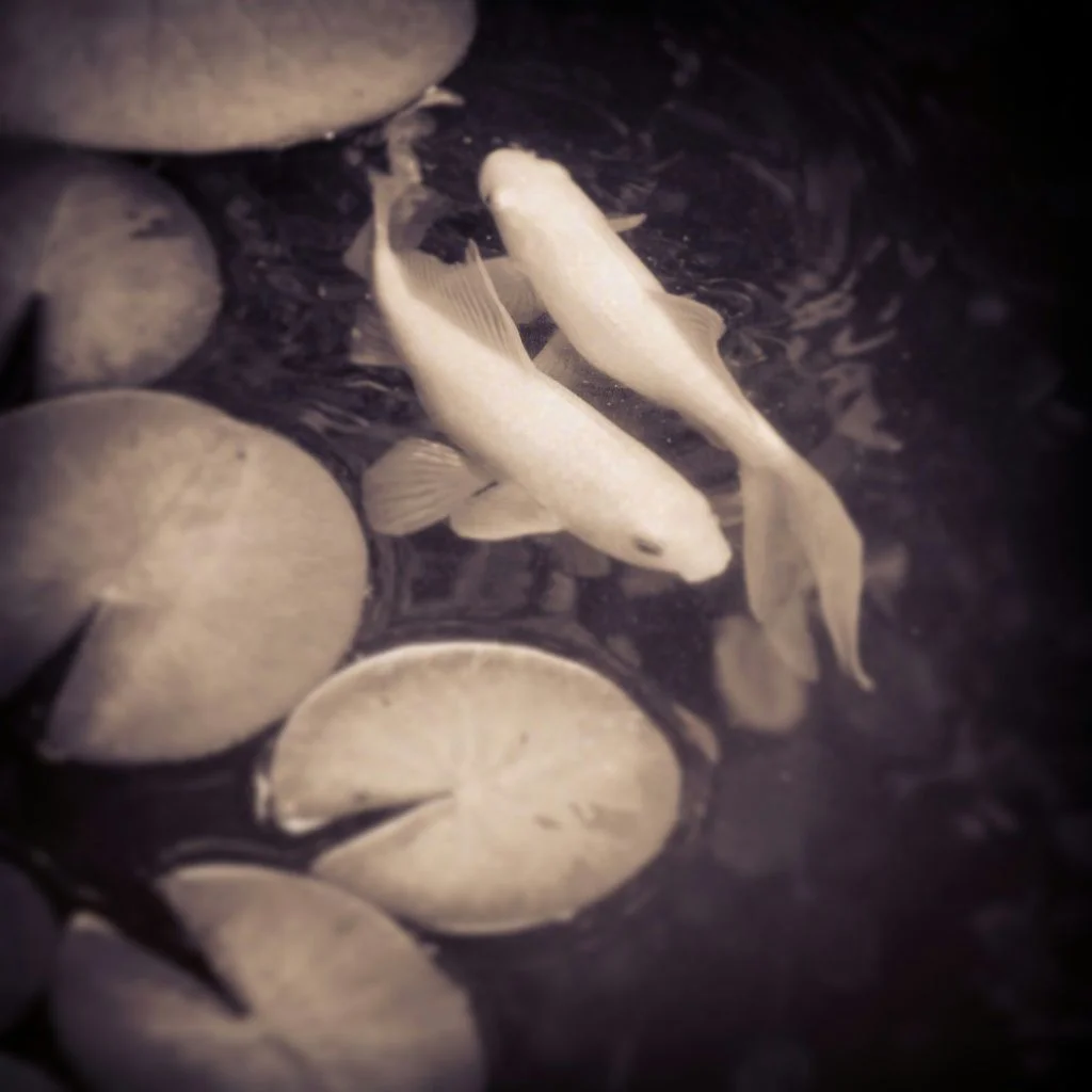 The two fishes who live in our pond. I think they are a little couple, always being close to each other.