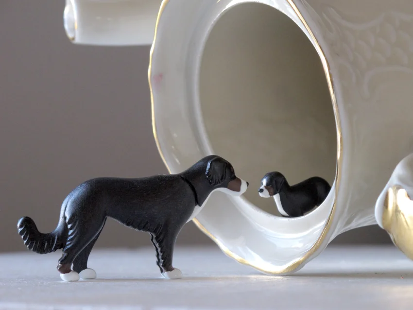 A new adventure of Saga and Haoqi, discovering the new teapot in Linda's room.
