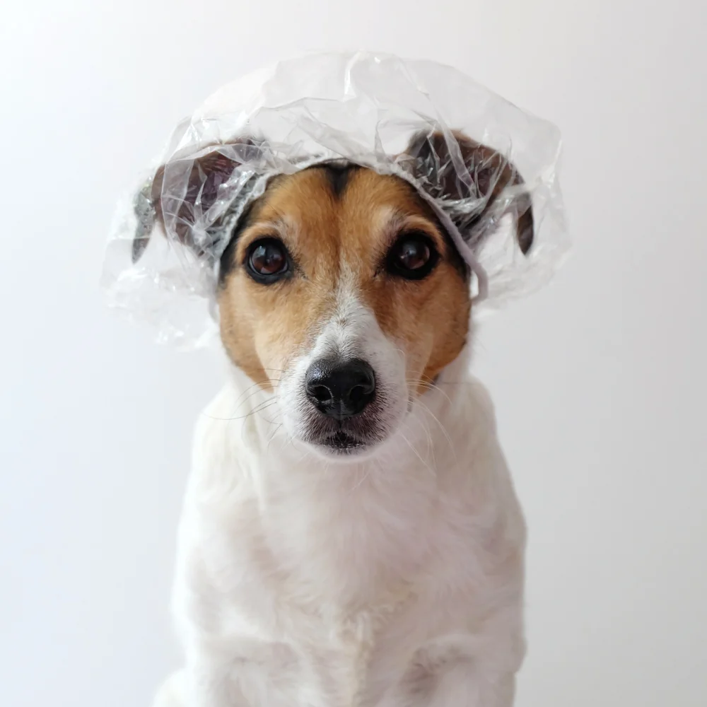 hond-badmuts.jpg