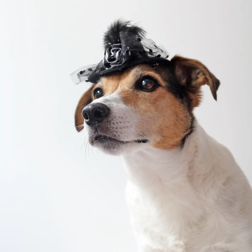 jackrussell.jpg