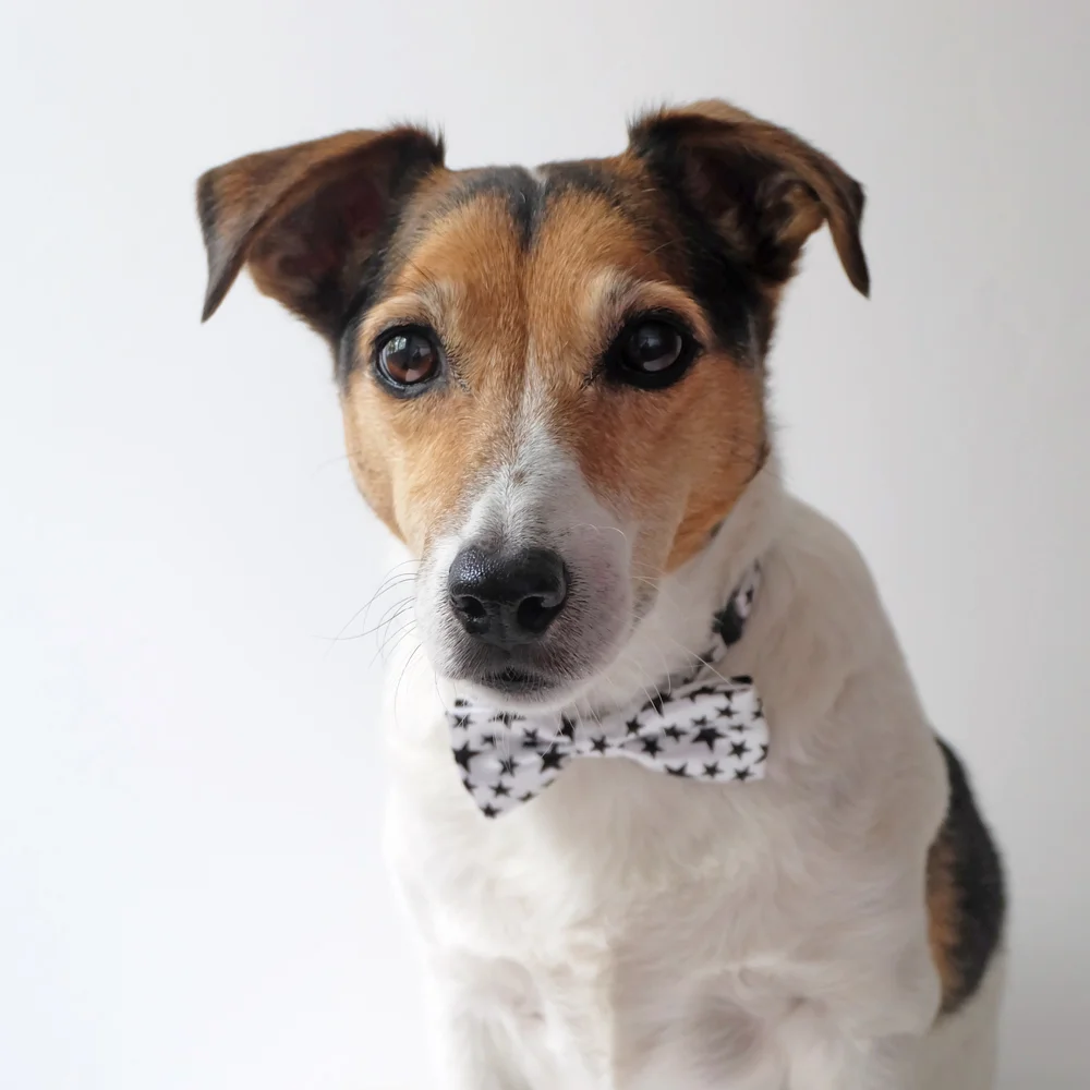 jackrussell.jpg