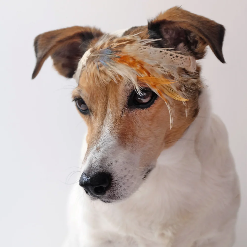 my-dog-wears-it-better.jpg