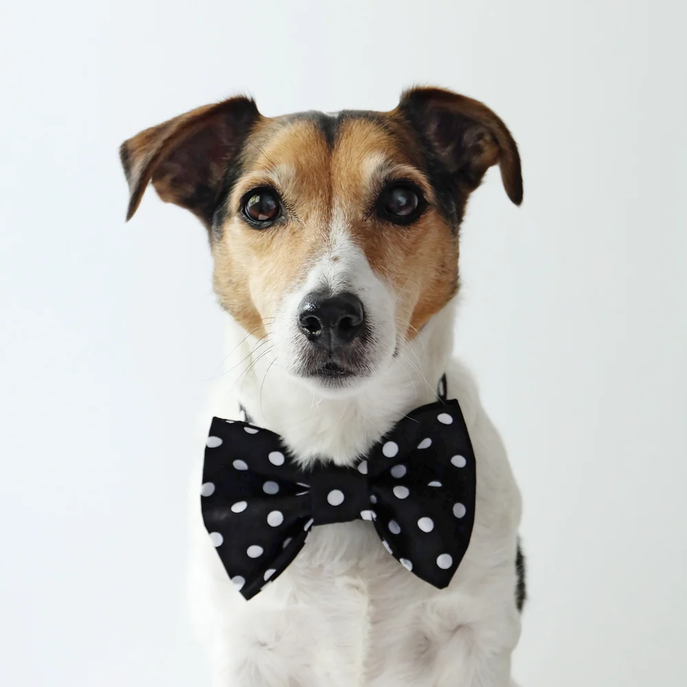 my-dog-wears-it-better-than-me-78.jpg