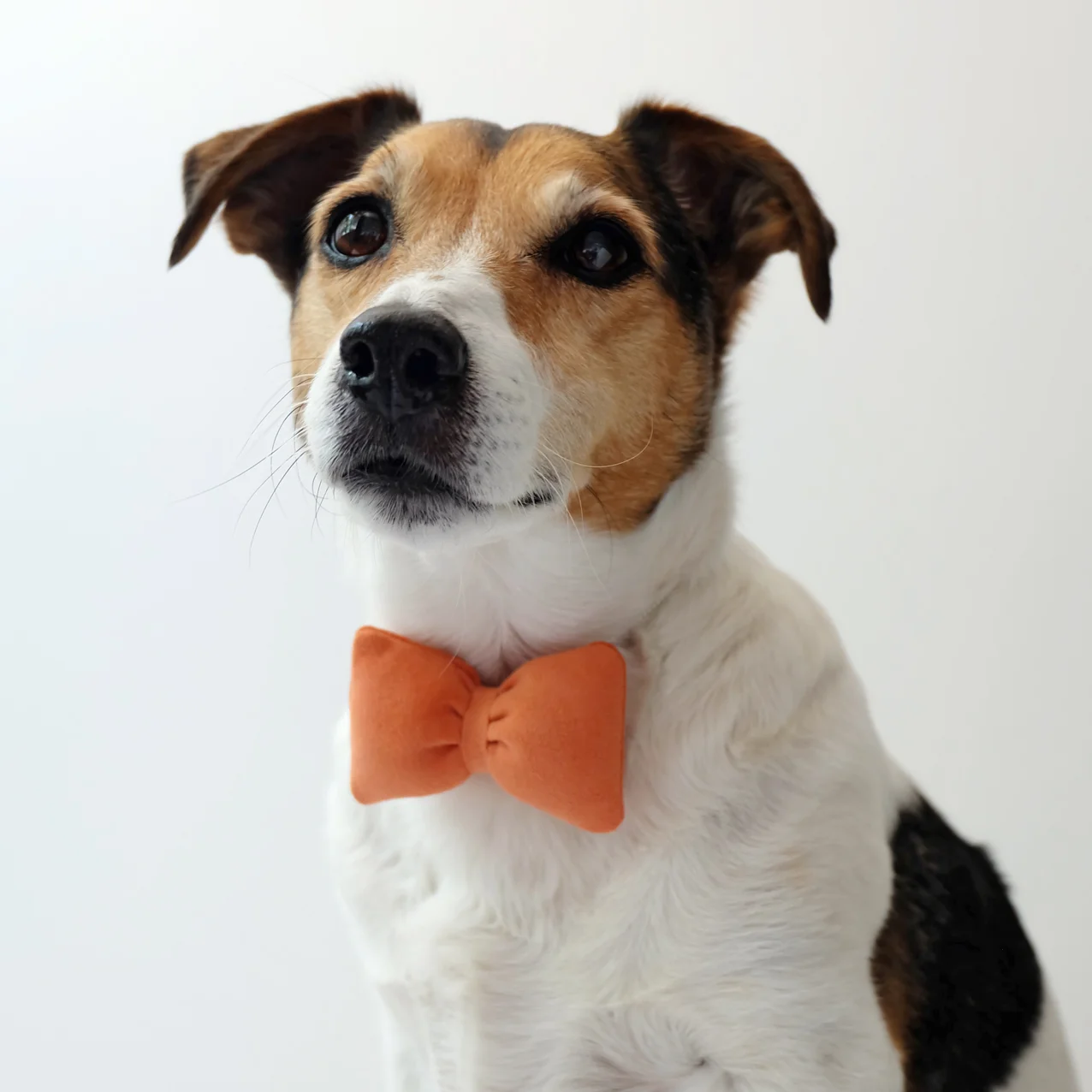 hond-met-strik.jpg