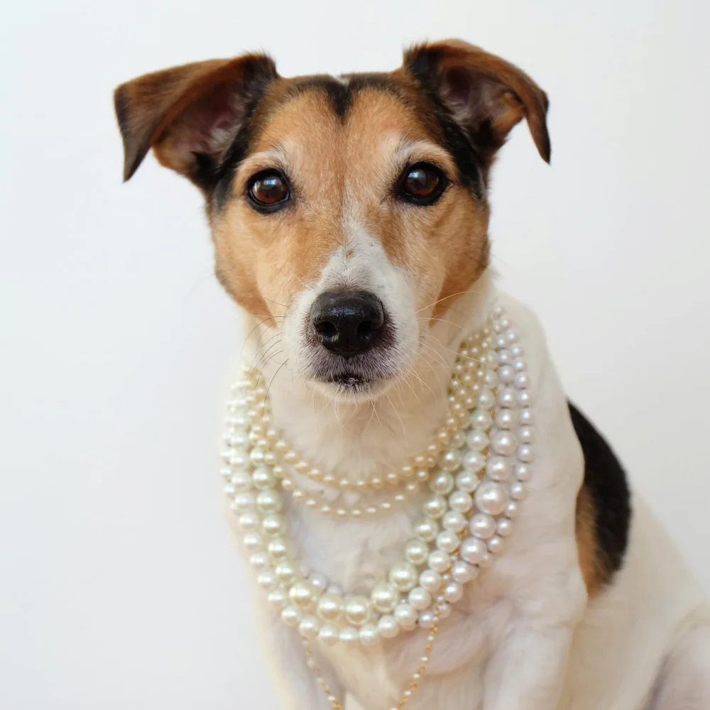 my-dog-wears-it-better-than-me-96.jpg