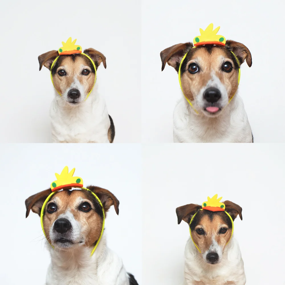 my-dog-wears-it-better-than-me.jpg