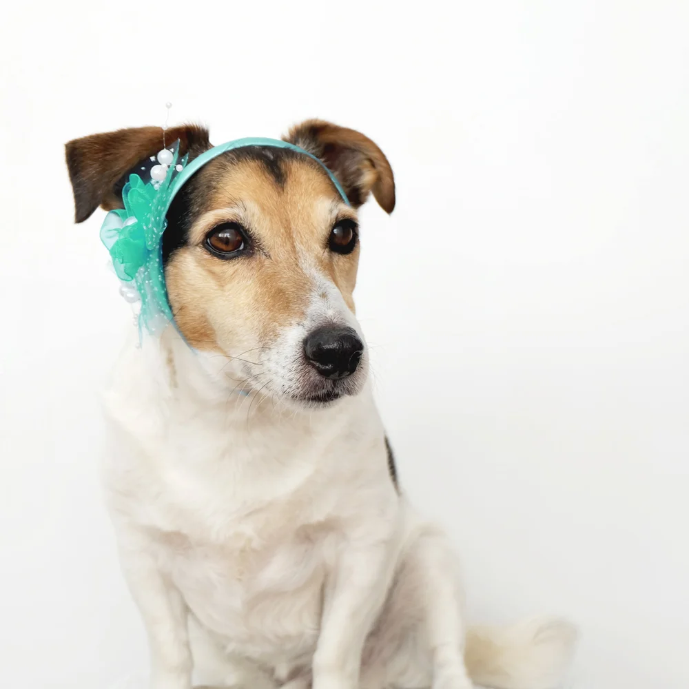 jackrussell.jpg