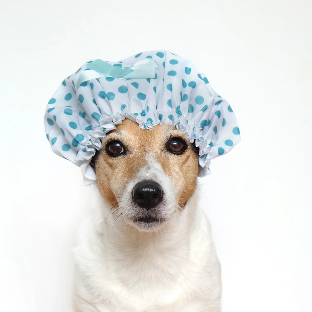 my-dog-wears-it-better-than-me.jpg
