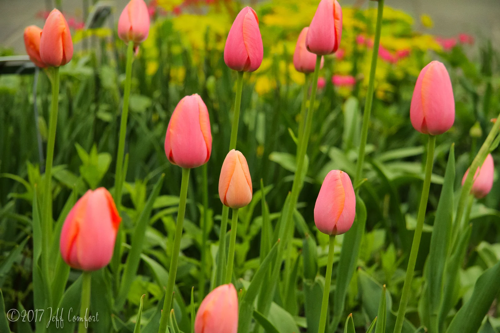 20150510-76.jpg