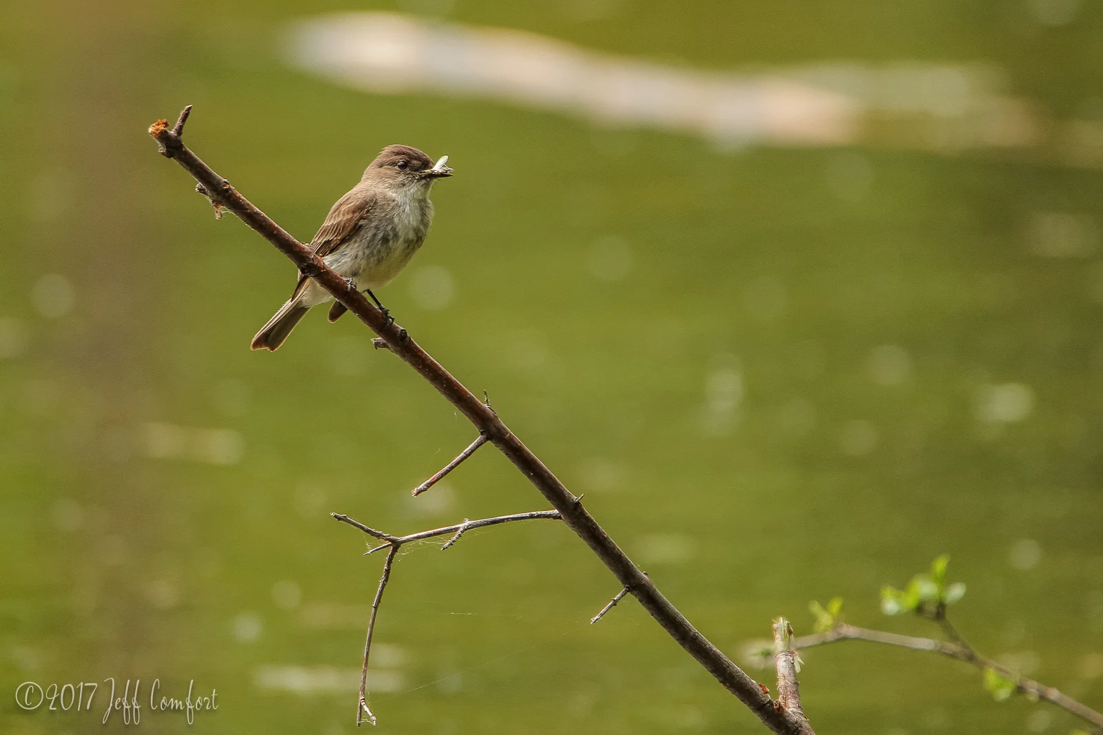20150520-67.jpg