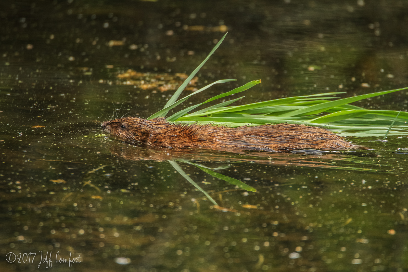 20150520-70.jpg